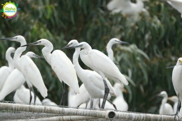 Bird park and Aquarium Tour