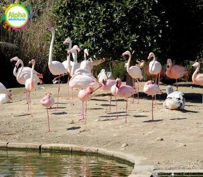Bird park and Aquarium Tour