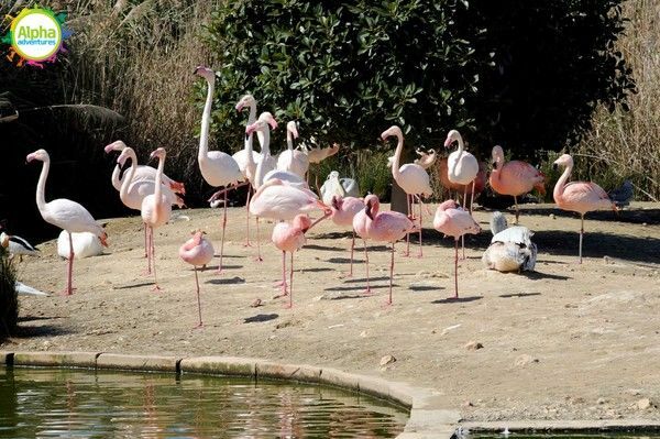 Bird park and Aquarium Tour