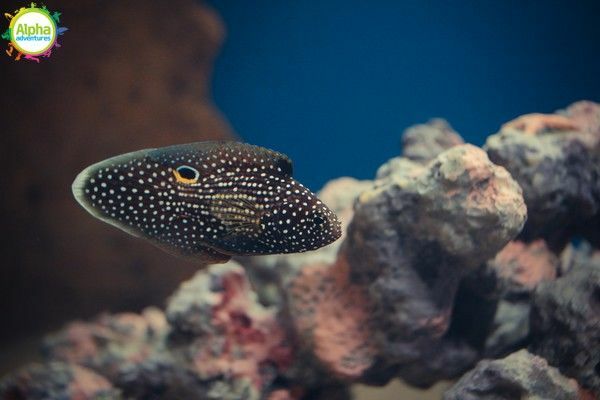 Malta National Aquarium fish