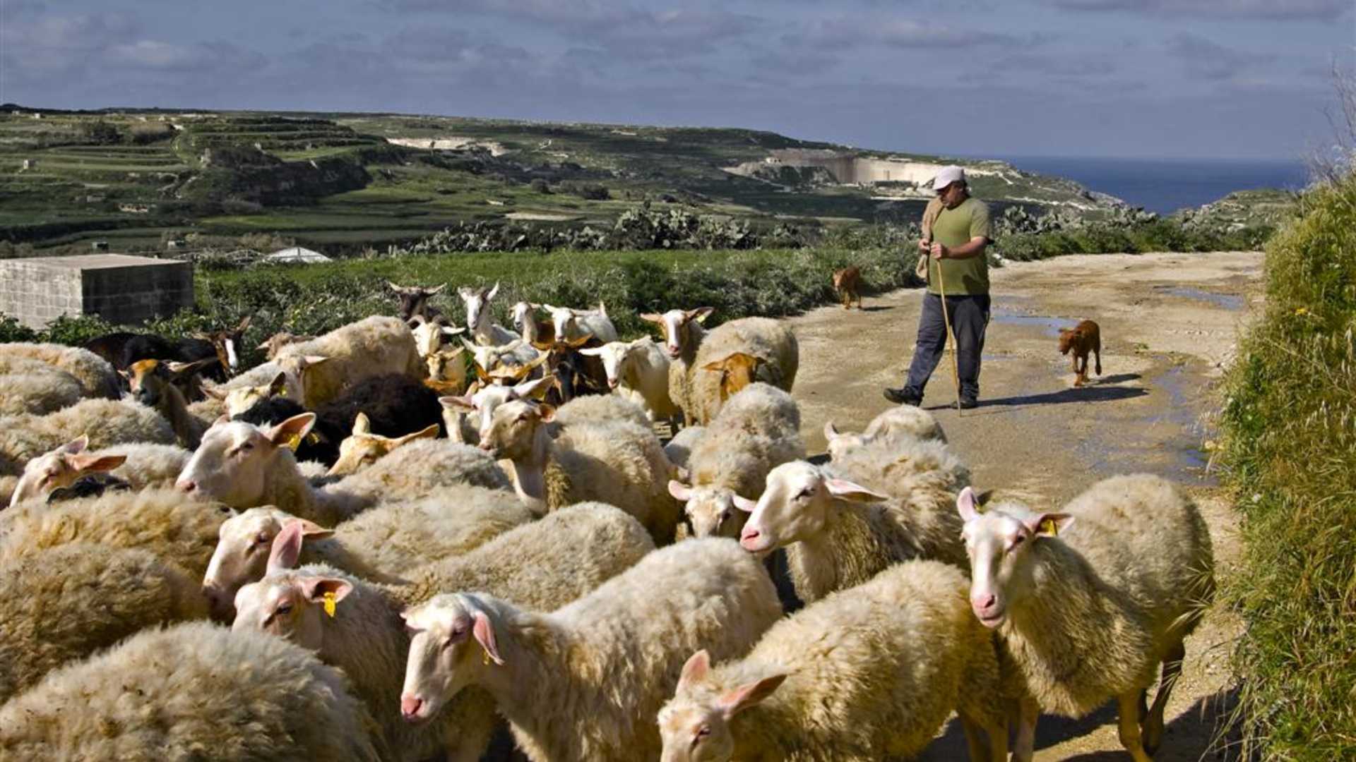 Sheep Flock in Countryside