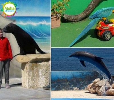 Dolphin, Sea Lion, Parrot 1