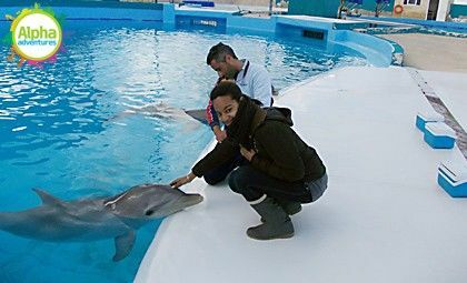 Dolphin, Sea Lion, Parrot 3