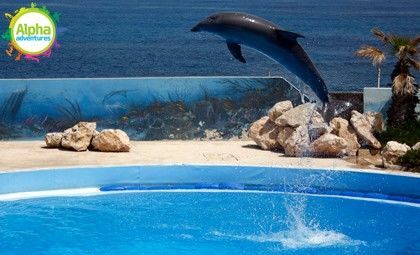 Dolphin 3