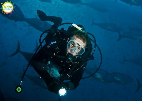 Diving with Tuna 5
