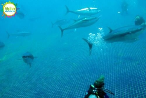 Swimming with the Gentle Giants