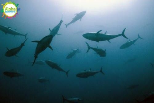 Swimming with the Gentle Giants