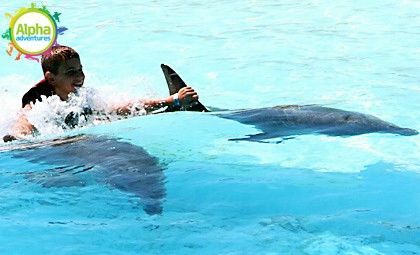 Swimming with Dolphins 10