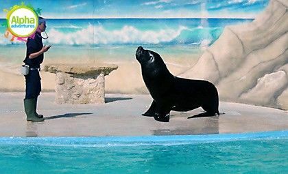 Sea Lion 1